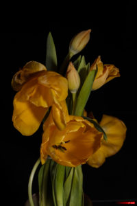 Tulip 2104-23